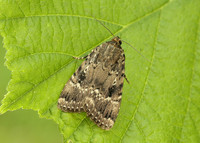 73.062 BF2297 Copper Underwing Amphipyra pyramidea