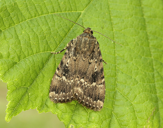 73.062 BF2297 Copper Underwing Amphipyra pyramidea