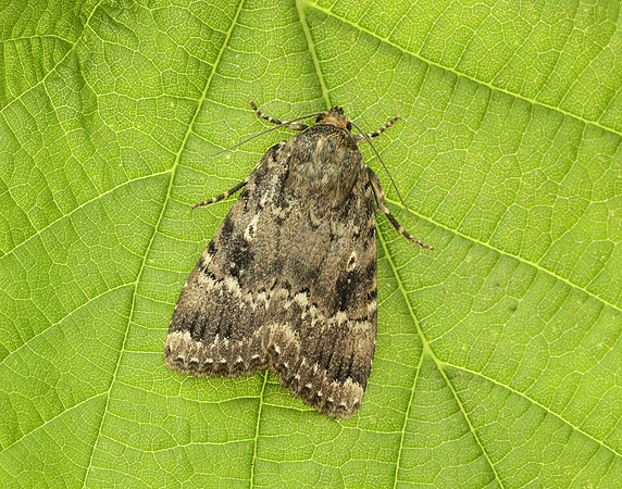 73.062 BF2297 Copper Underwing Amphipyra pyramidea