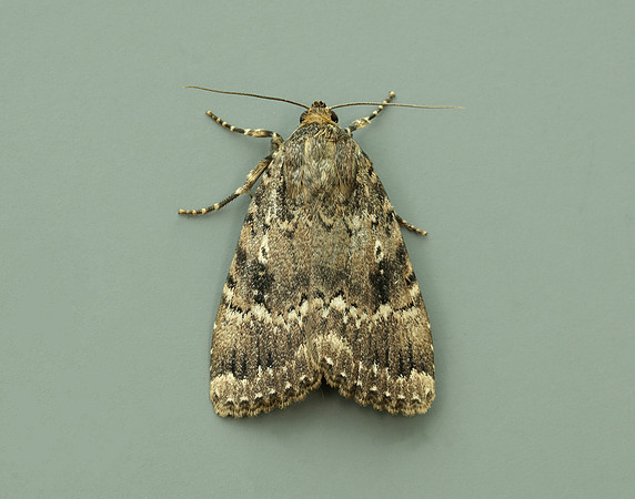 73.062 BF2297 Copper Underwing Amphipyra pyramidea