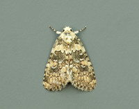 73.084 BF2293 Marbled Beauty Bryophila domestica