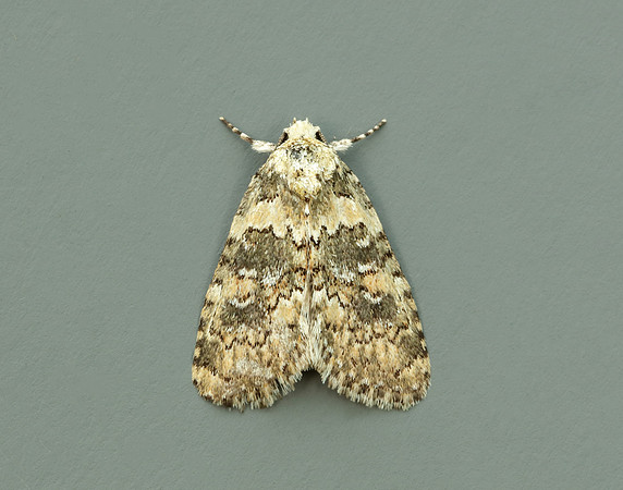 73.084 BF2293 Marbled Beauty Bryophila domestica