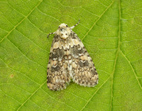 73.084 BF2293 Marbled Beauty Bryophila domestica