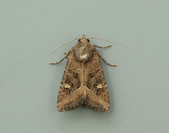 73.119 BF2368 Crescent Helotropha leucostigma