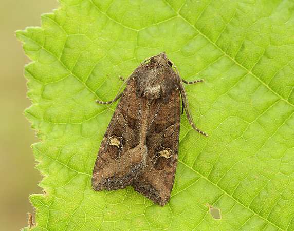 73.119 BF2368 Crescent Helotropha leucostigma