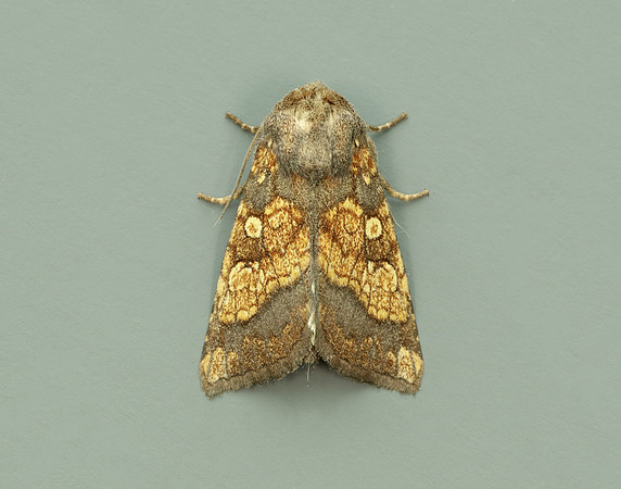 73.121 BF2364 Frosted Orange Gortyna flavago