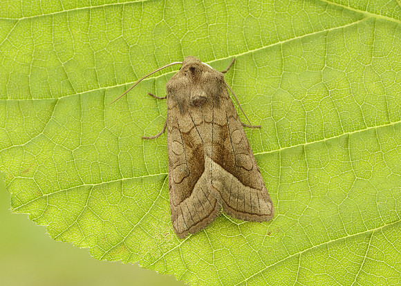 73.123 BF2361 Rosy Rustic Hydraecia micacea