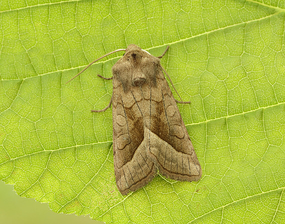 73.123 BF2361 Rosy Rustic Hydraecia micacea