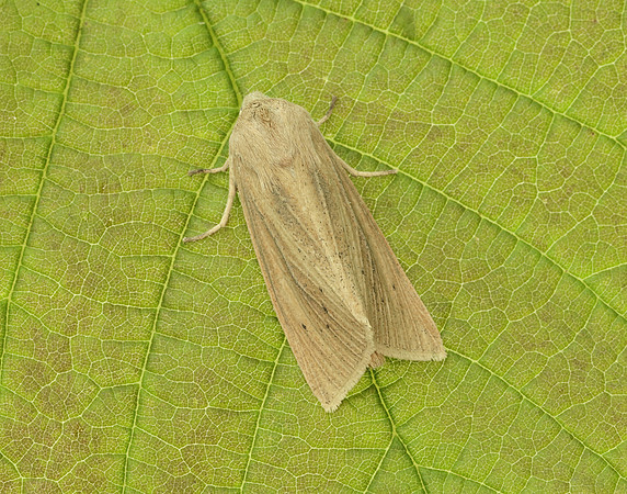 73.134 BF2375 Large Wainscot Rhizedra lutosa