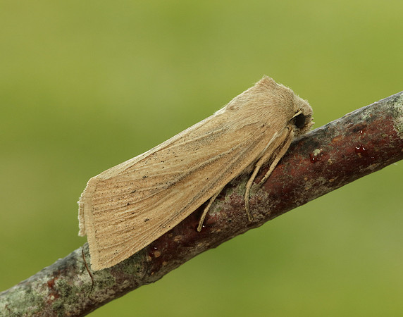 73.134 BF2375 Large Wainscot Rhizedra lutosa