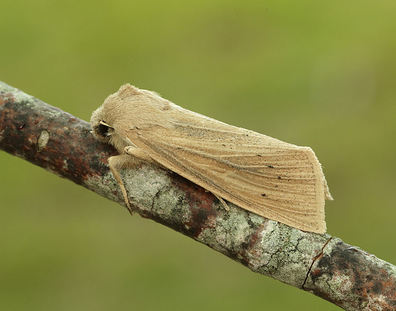 73.134 BF2375 Large Wainscot Rhizedra lutosa
