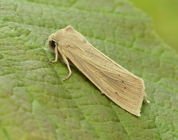 73.134 BF2375 Large Wainscot Rhizedra lutosa