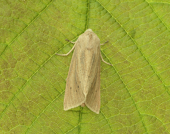 73.134 BF2375 Large Wainscot Rhizedra lutosa