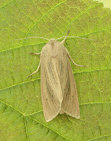 73.134 BF2375 Large Wainscot Rhizedra lutosa
