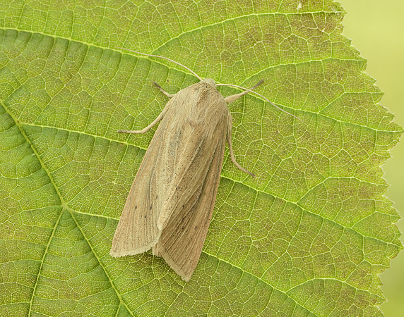 73.134 BF2375 Large Wainscot Rhizedra lutosa