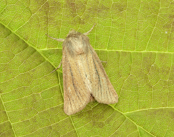 73.144 BF2350 Small Wainscot Denticucullus pygmina