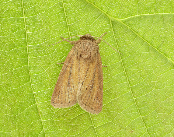 73.144 BF2350 Small Wainscot Denticucullus pygmina