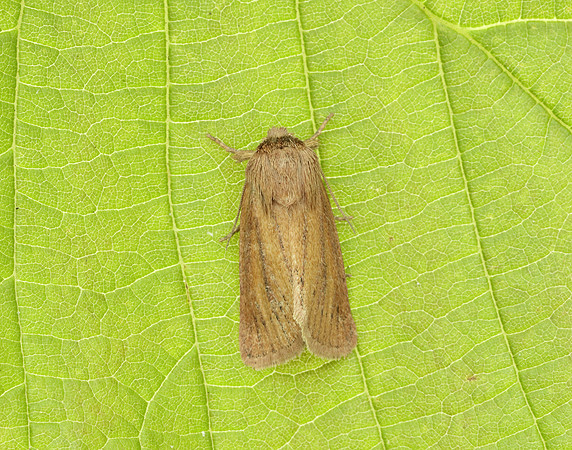 73.144 BF2350 Small Wainscot Denticucullus pygmina