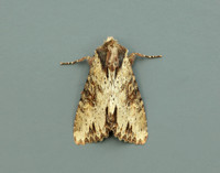 73.156 BF2326 Clouded-bordered Brindle Apamea crenata