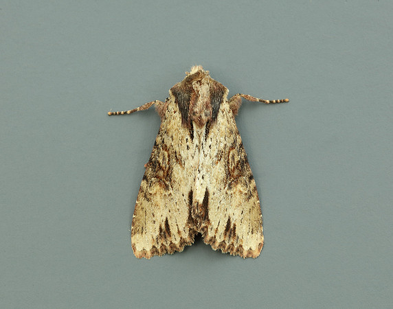 73.156 BF2326 Clouded-bordered Brindle Apamea crenata