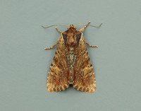 73.156 BF2326 Clouded-bordered Brindle Apamea crenata