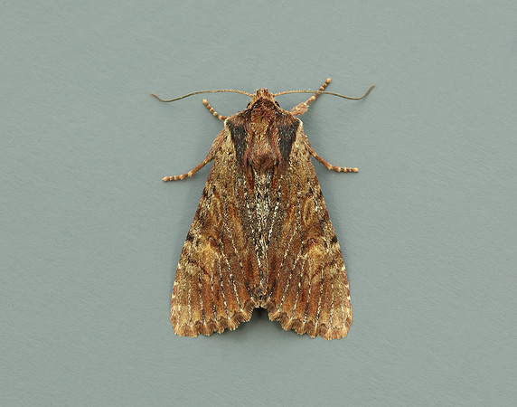 73.156 BF2326 Clouded-bordered Brindle Apamea crenata