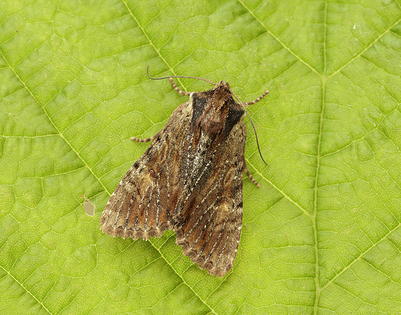 73.156 BF2326 Clouded-bordered Brindle Apamea crenata