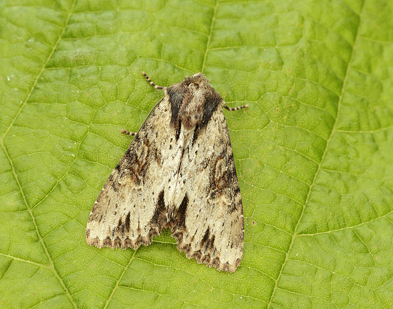 73.156 BF2326 Clouded-bordered Brindle Apamea crenata