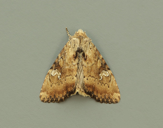 73.160 BF2335 Slender Brindle Apamea scolopacina