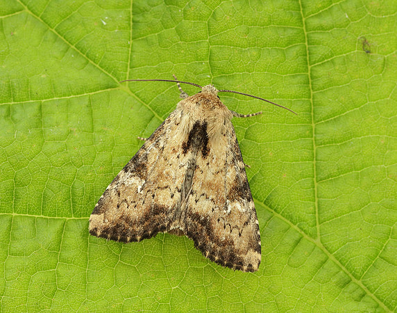 73.160 BF2335 Slender Brindle Apamea scolopacina