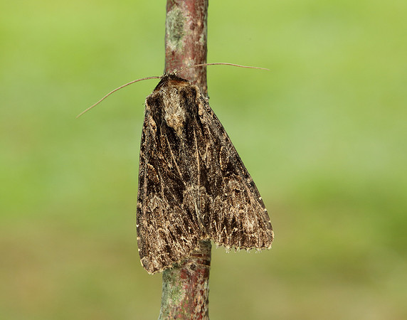 73.162 BF2321 Dark Arches Apamea monoglypha
