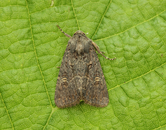 73.169 BF2343 Common Rustic Mesapamea secalis