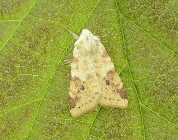 73.182 BF2274 Sallow Cirrhia icteritia