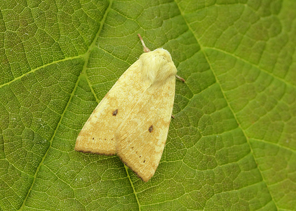 73.182 BF2274 Sallow Cirrhia icteritia