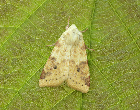 73.182 BF2274 Sallow Cirrhia icteritia