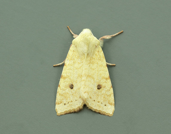 73.182 BF2274 Sallow Cirrhia icteritia