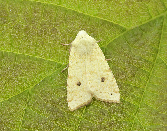 73.182 BF2274 Sallow Cirrhia icteritia