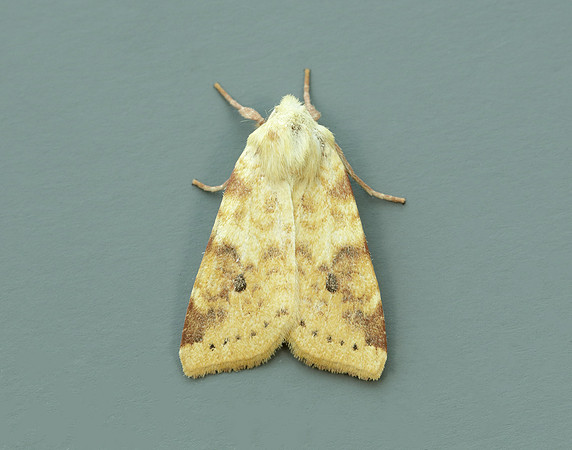 73.182 BF2274 Sallow Cirrhia icteritia