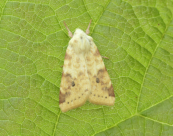 73.182 BF2274 Sallow Cirrhia icteritia