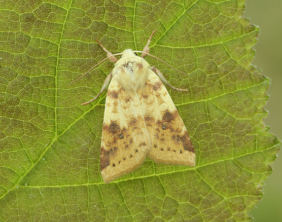 73.182 BF2274 Sallow Cirrhia icteritia