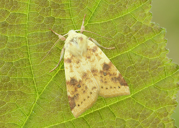 73.182 BF2274 Sallow Cirrhia icteritia