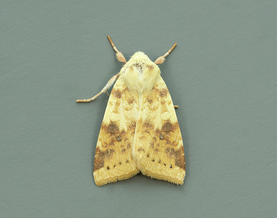 73.182 BF2274 Sallow Cirrhia icteritia