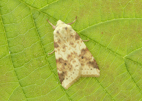 73.182 BF2274 Sallow Cirrhia icteritia