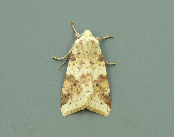 73.182 BF2274 Sallow Cirrhia icteritia
