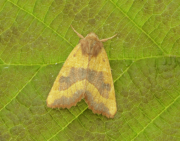 73.219 BF2269 Centre-barred Sallow Atethmia centrago