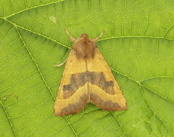 73.219 BF2269 Centre-barred Sallow Atethmia centrago