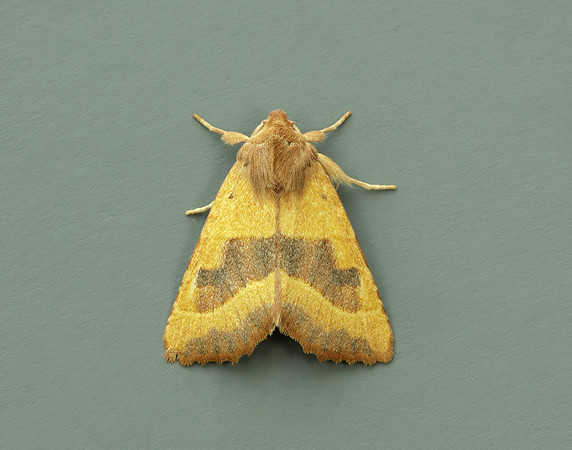 73.219 BF2269 Centre-barred Sallow Atethmia centrago