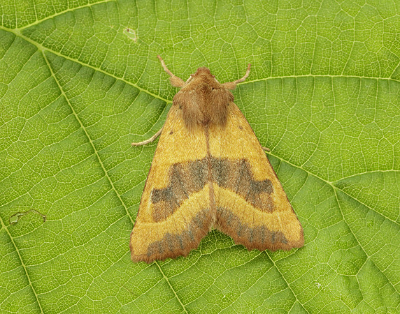 73.219 BF2269 Centre-barred Sallow Atethmia centrago