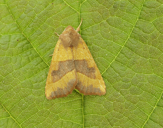 73.219 BF2269 Centre-barred Sallow Atethmia centrago