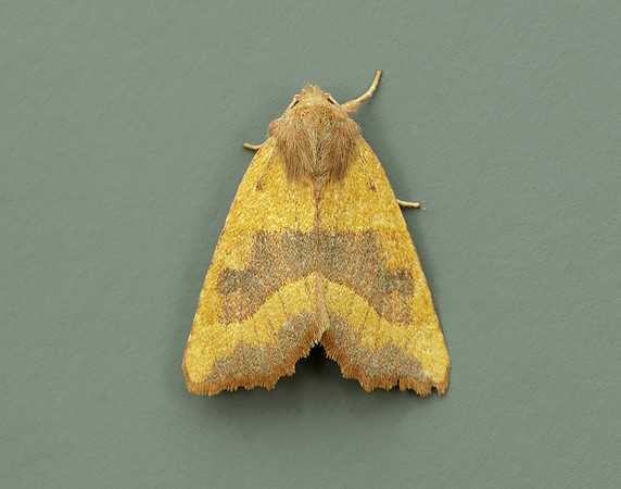73.219 BF2269 Centre-barred Sallow Atethmia centrago